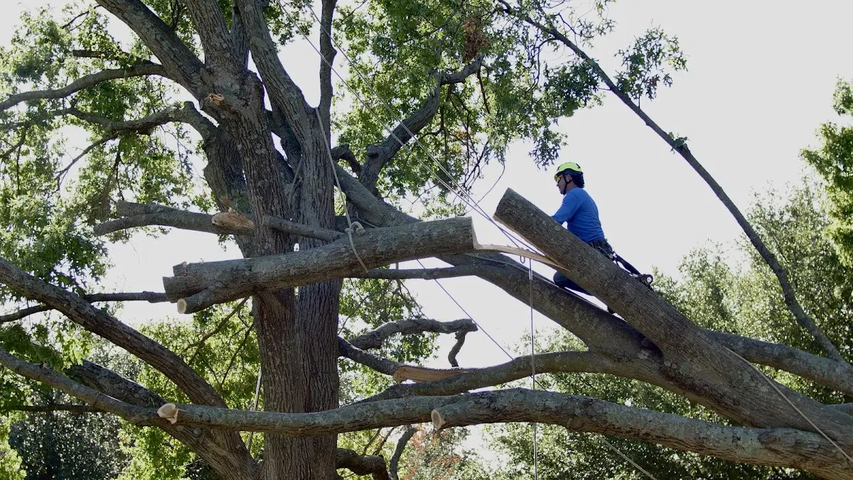 Professional Crown Thinning performed by certified arborists in New Market