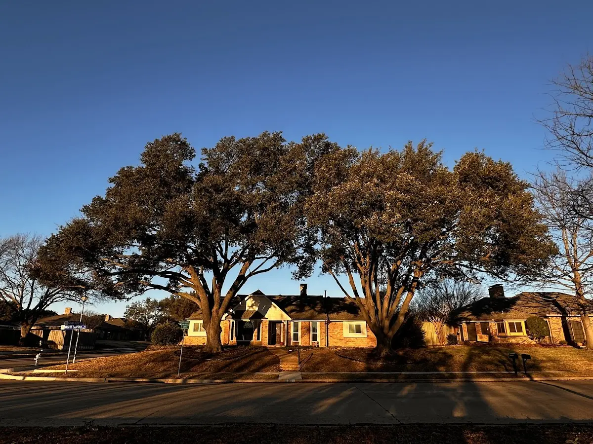 Established residential canopy tree shading a home in New Market